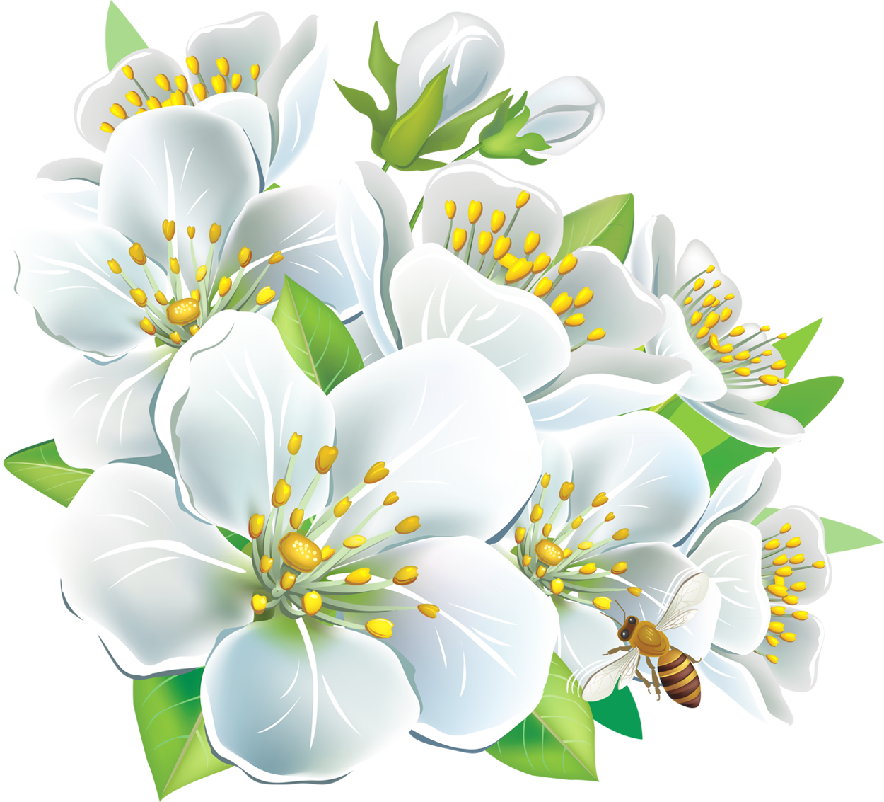 free white flower clip art - photo #32